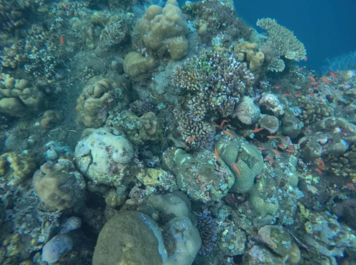 Bali Segara Lestari Oceanfront Villas تيجاكولا المظهر الخارجي الصورة